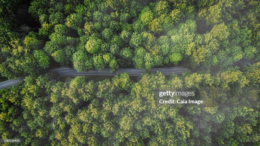 Overhead aerial view of road between green trees, Naestved, Denmark