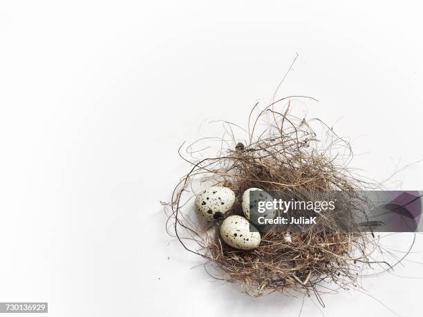 three quail eggs in a birds nest - stroh stock-fotos und bilder