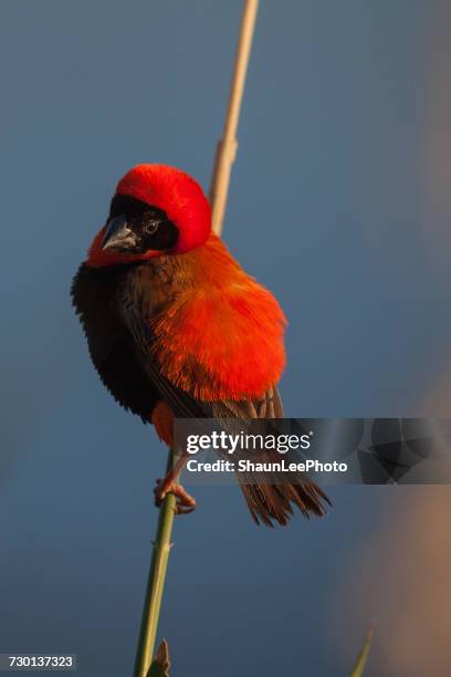 southern red bishop bird, south africa - euplectes orix stock pictures, royalty-free photos & images