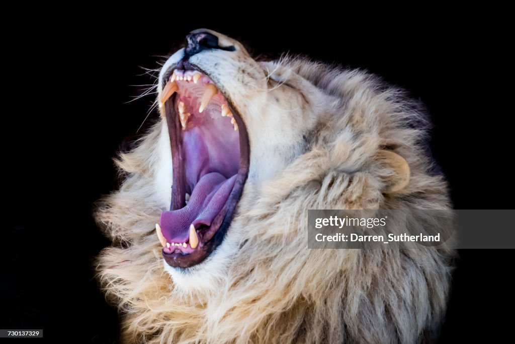 Male lion roaring