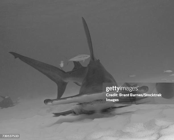 a great hammerhead shark (sphyrna mokarran) at bimini in the bahamas. - great hammerhead shark stockfoto's en -beelden