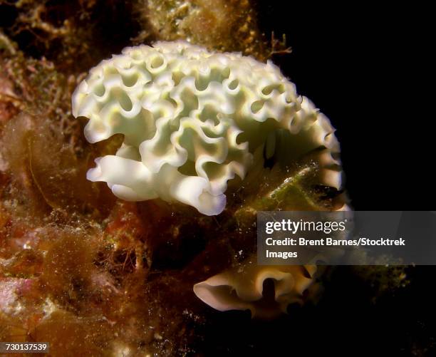 a lettuce sea slug (elysia crispata) in little cayman, cayman islands. - lettuce sea slug stock pictures, royalty-free photos & images