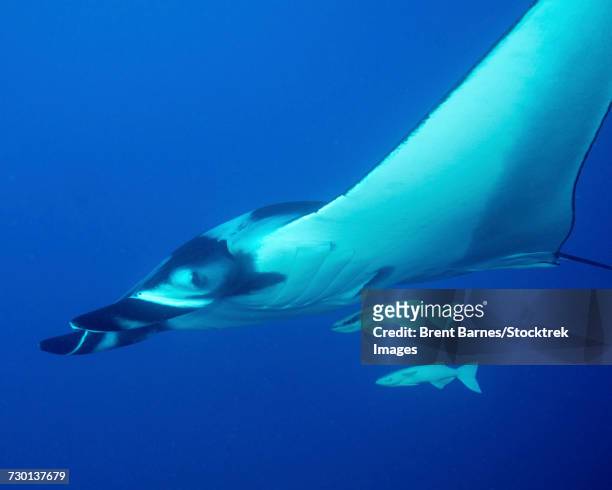 a giant oceanic manta ray with attached remoras at san benedicto island in mexico. - remora fish stock-fotos und bilder