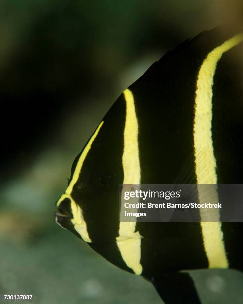 a juvenile gray angelfish (pomacanthus arcuatus) in west palm beach, florida. - gray angelfish fotografías e imágenes de stock