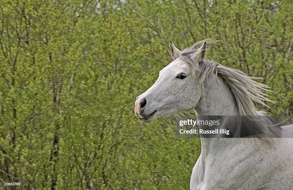 Arabian horse, close-up