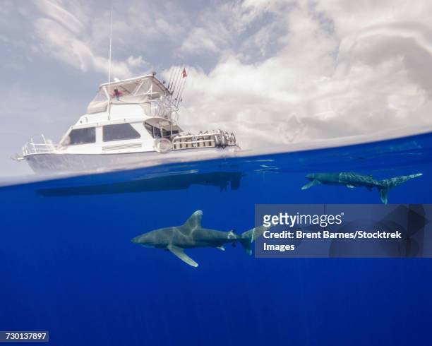 two oceanic whitetip sharks swim under a boat at cat island in the bahamas. - oceanic white tip shark stock pictures, royalty-free photos & images