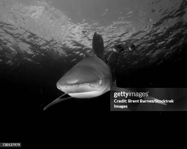 an oceanic whitetip shark (carcharinus longimanus) at cat island, bahamas. - oceanic white tip shark stock pictures, royalty-free photos & images