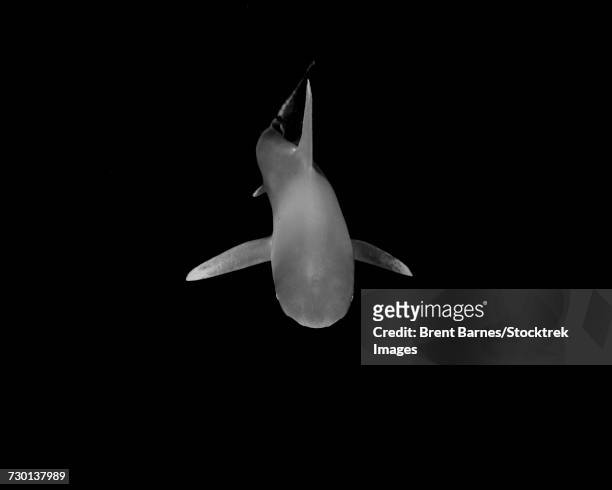 an oceanic whitetip shark (carcharinus longimanus) at cat island in the bahamas. - oceanic white tip shark stock pictures, royalty-free photos & images