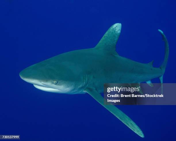 an oceanic whitetip shark (c. longimanus) at cat island in the bahamas. - oceanic white tip shark stock pictures, royalty-free photos & images