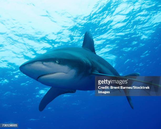 an oceanic whitetip shark (c. longimanus) at cat island in the bahamas. - oceanic white tip shark stock pictures, royalty-free photos & images