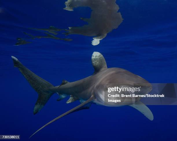 an oceanic whitetip shark at cat island in the bahamas. - oceanic white tip shark stock pictures, royalty-free photos & images