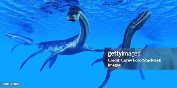 plesiosaurus dinosaurs swim together in jurassic seas to find their next prey. - paläobiologie stock-grafiken, -clipart, -cartoons und -symbole