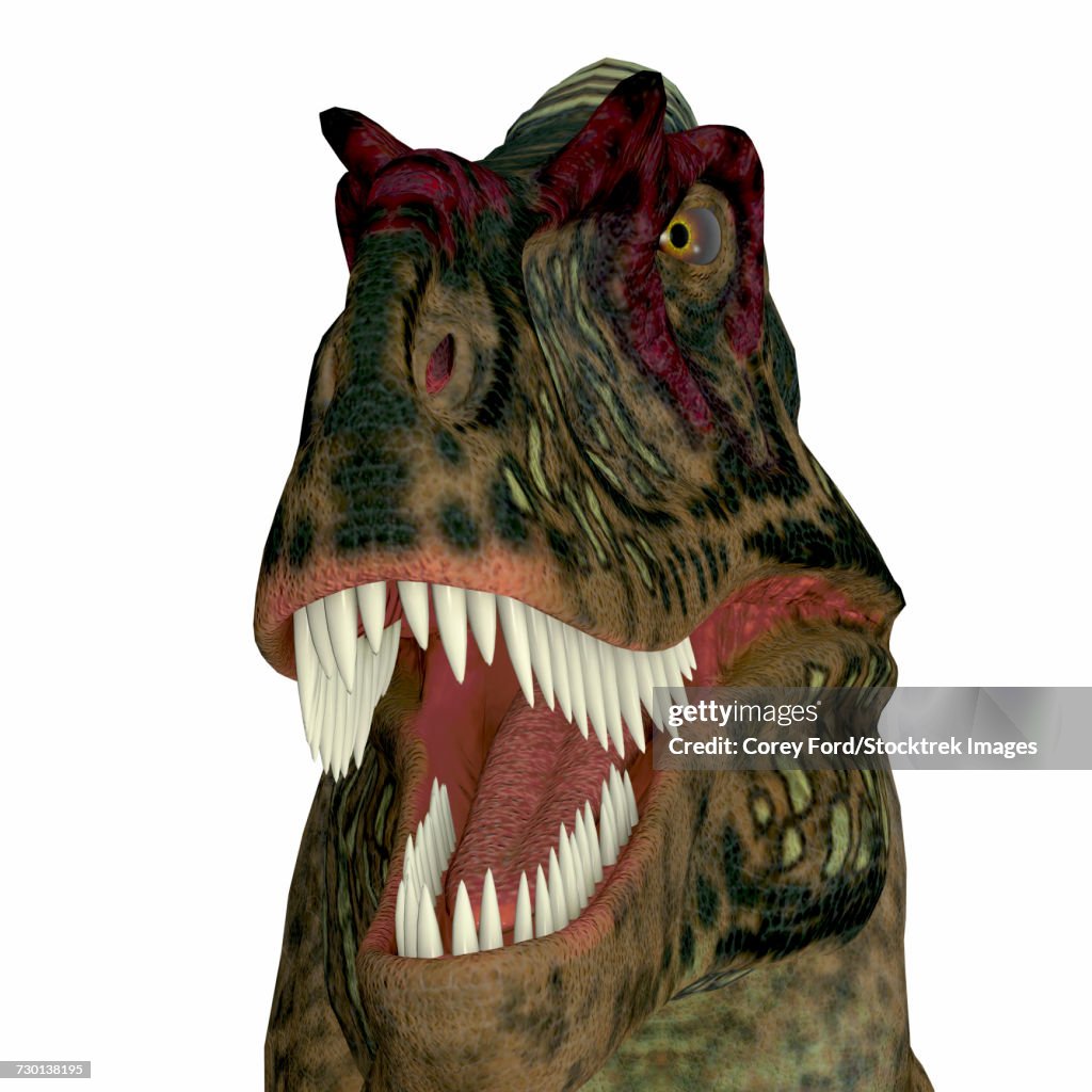 Albertosaurus dinosaur head.