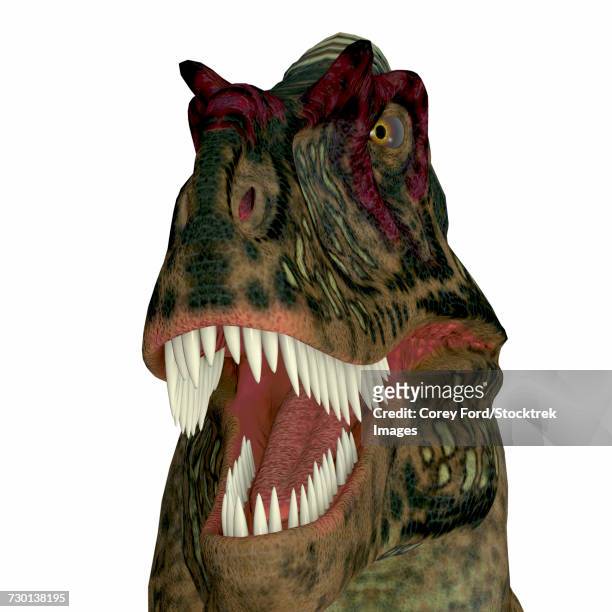 albertosaurus dinosaur head. - albertosaurus stock illustrations