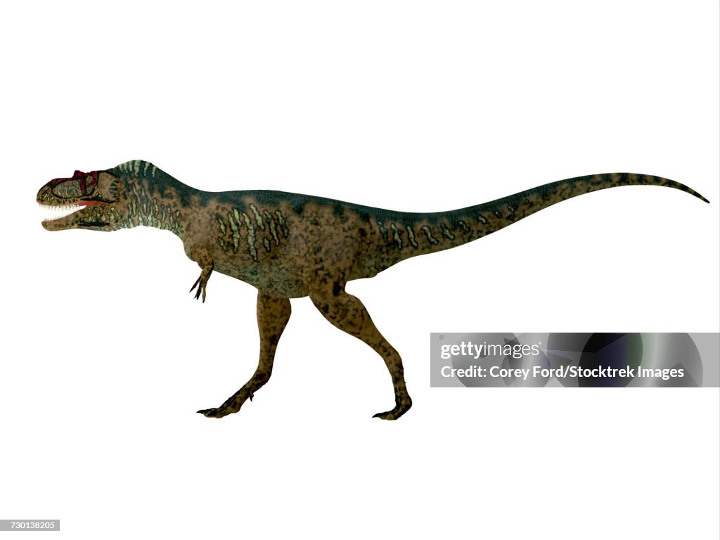 Albertosaurus dinosaur, side profile.
