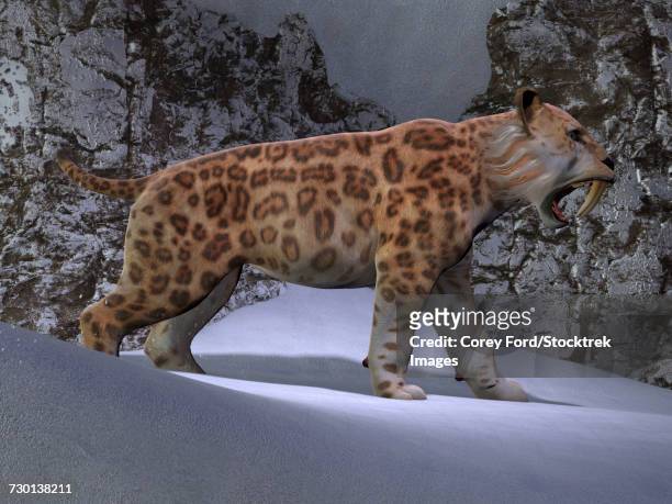 a saber-toothed tiger makes his way through the snow. - sharp toothed stock illustrations
