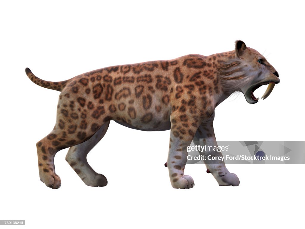 Saber-toothed tiger on white background.