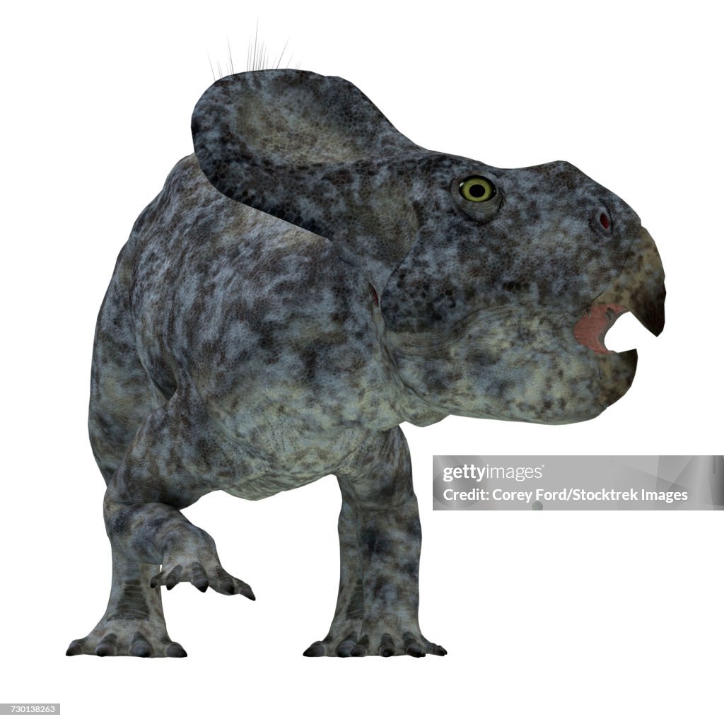 Protoceratops dinosaur.