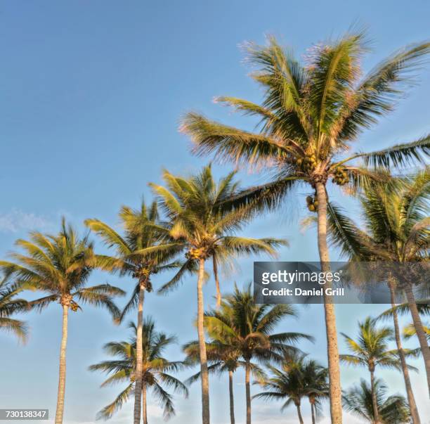 low angle view of palm trees - palm beach florida stock pictures, royalty-free photos & images