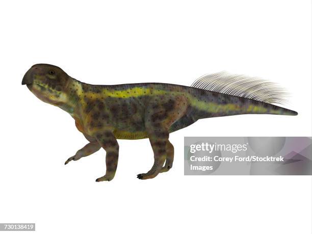 psittacosaurus dinosaur on white background. - psittacosaurus stock illustrations