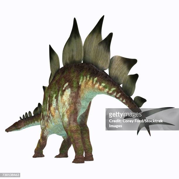tail of a stegosaurus dinosaur. - thyreophora stock-grafiken, -clipart, -cartoons und -symbole