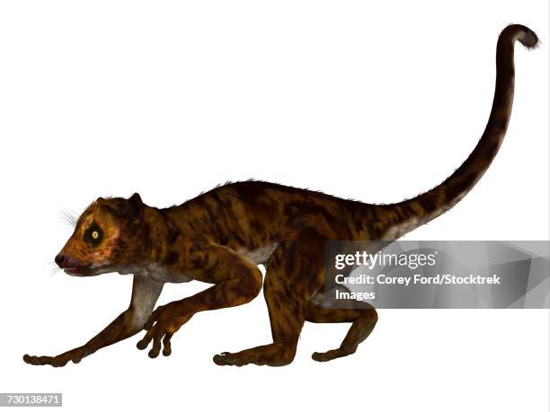 darwinius primate from the middle eocene epoch. - eocene epoch stock illustrations