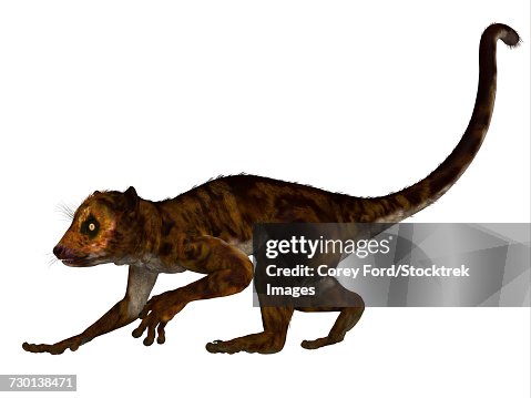 Darwinius primate from the middle Eocene epoch. Darwinius primate from the middle Eocene epoch.