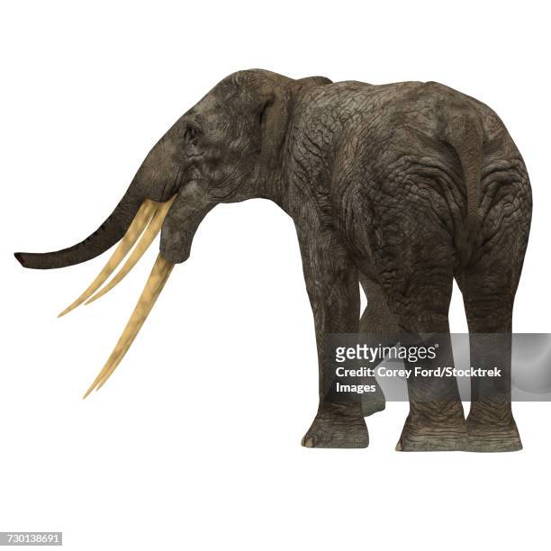 stegotetrabelodon primitive elephant, rear view. - pliocene stock illustrations