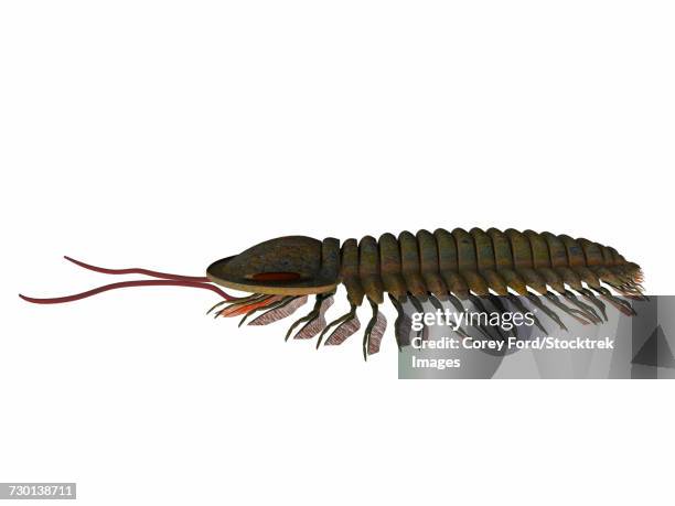 stockillustraties, clipart, cartoons en iconen met triarthrus trilobite, side profile. - ordovicium