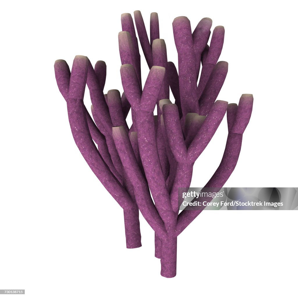 Vauxia gracilenta sponge illustration.