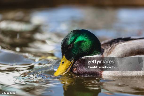 duck drinking water in river, ireland - water bird fotografías e imágenes de stock