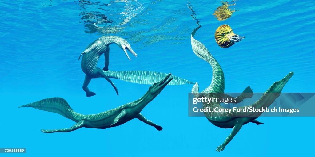 Mesosaurus reptiles chase after an ammonite.
