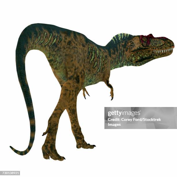 albertosaurus dinosaur on white background.  - albertosaurus stock illustrations