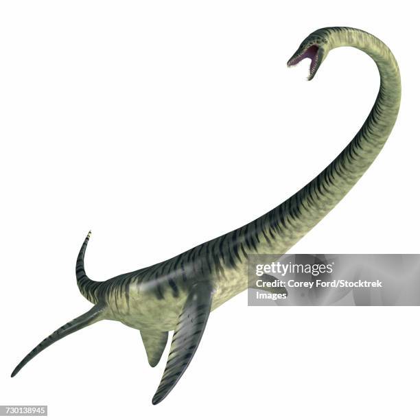 elasmosaurus aquatic reptile. - paläobiologie stock-grafiken, -clipart, -cartoons und -symbole