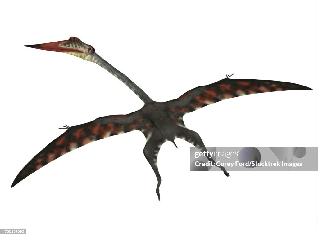 Quetzalcoatlus flying pterosaur.