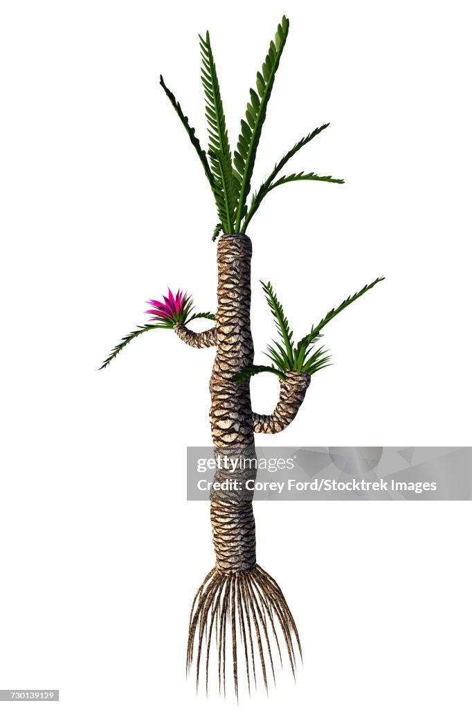 A prehistoric Williamsonia plant from the Mesozoic Era.