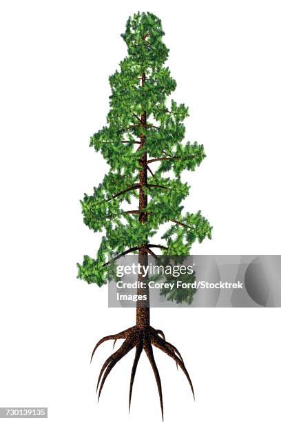 wollemia coniferous tree, white background. - endangered species white background stock illustrations
