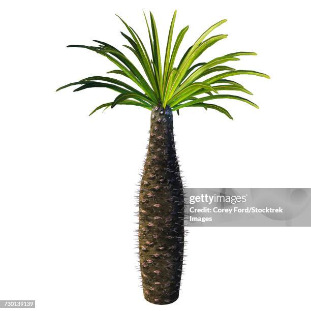 african bottle tree, pachypodium geayi. - baumbewohnendes tier stock-grafiken, -clipart, -cartoons und -symbole