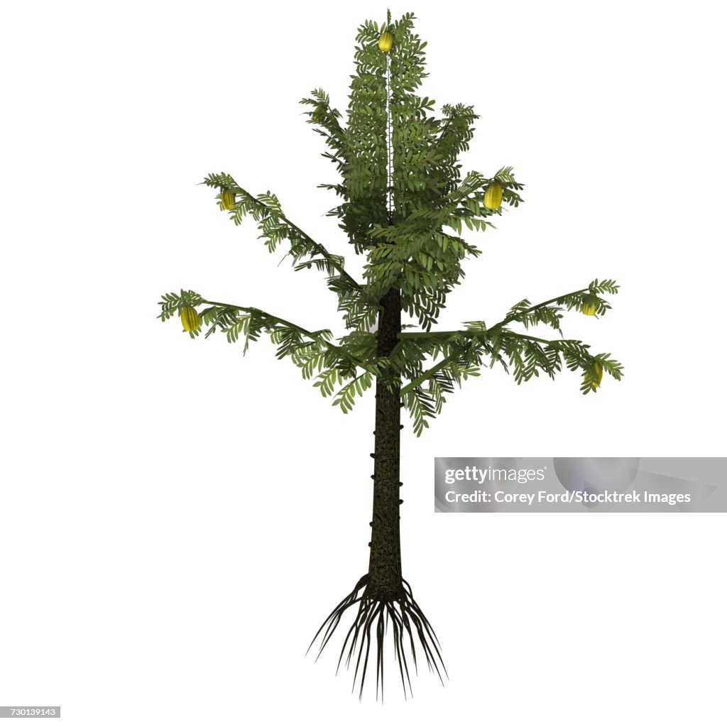 Alethopteris prehistoric plant from the Carboniferous period.