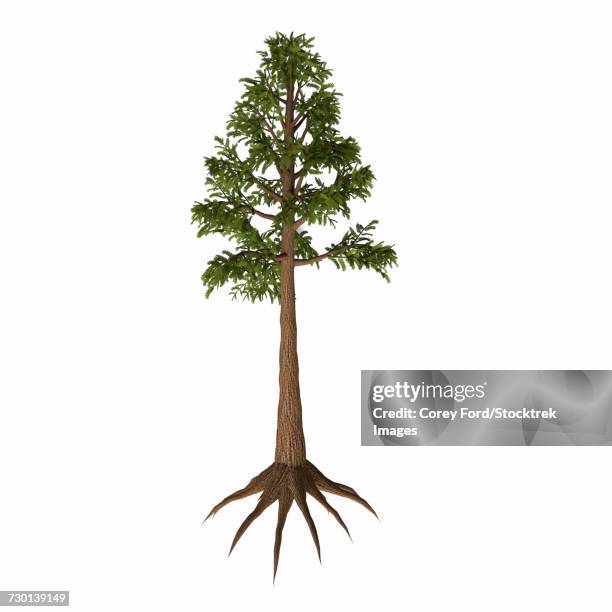 an archaeopteris tree-like plant from the paleozoic era. - treelike stock illustrations