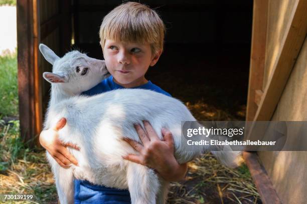 boy hugging a goat on homestead - geit stockfoto's en -beelden