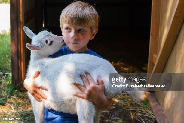 boy hugging a goat on homestead - goat stock pictures, royalty-free photos & images