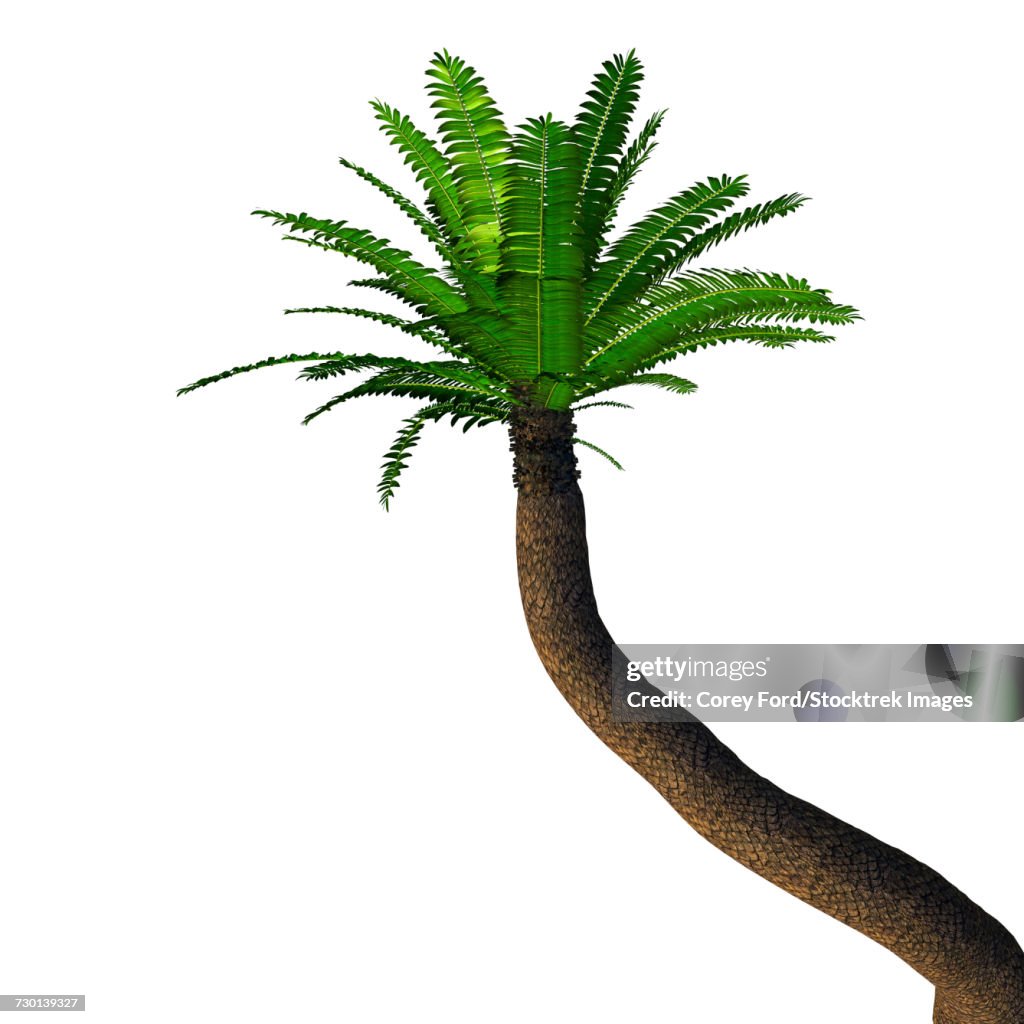 Cycad tree, white background.