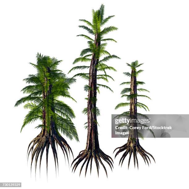 tempskya tree-like ferns from the cretaceous period. - treelike stock illustrations