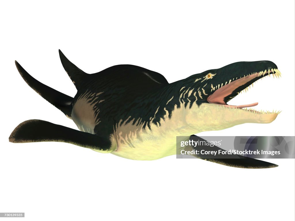 An extinct Liopleurodon reptile, white background.