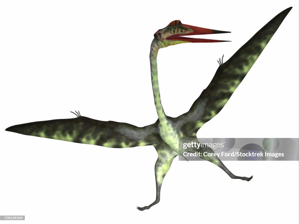 Quetzalcoatlus reptile on white background.