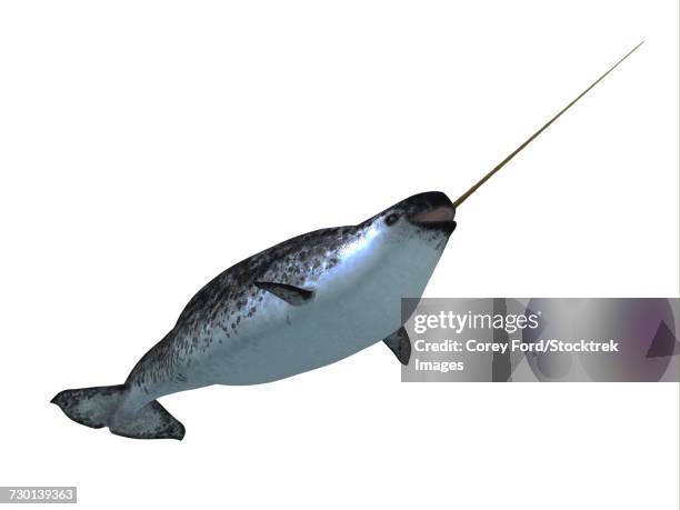 a male narwhale whale on white background. - narwhal stock illustrations