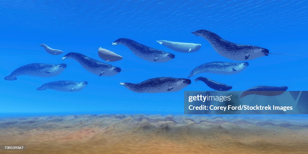 A pod of narwhal whales swim in the Arctic Ocean.