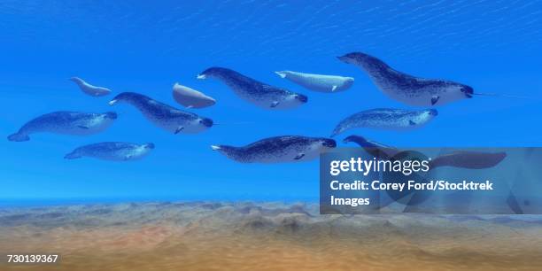 a pod of narwhal whales swim in the arctic ocean. - arctic ocean stock illustrations