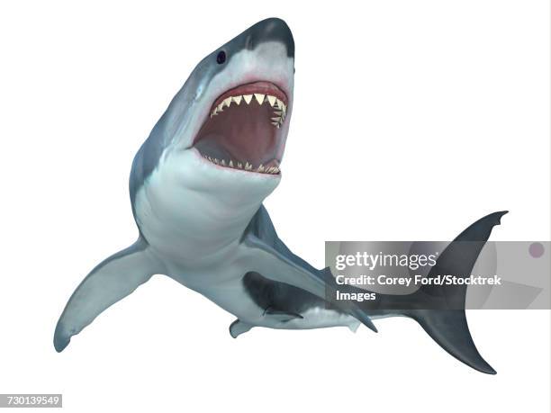 738点のホオジロザメイラスト素材 Getty Images 738点のホオジロザメイラスト素材 Getty Images
